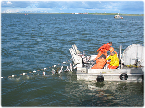 [Gene's fishing crew pulling in a net full of salmon in Bristol Bay, AK]